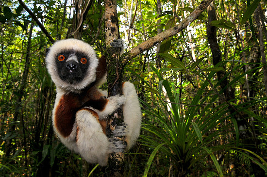 Животные острова Мадагаскар, сифака