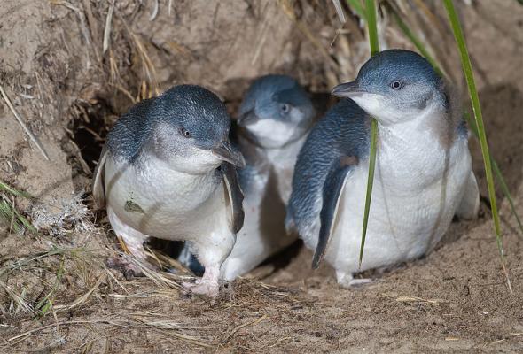 Пингвины-эльфы