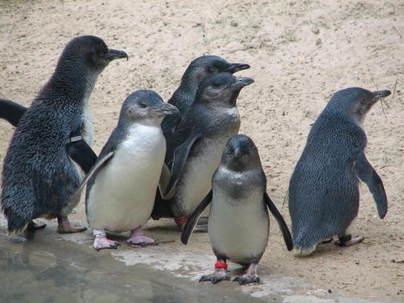 Самые маленькие пингвины