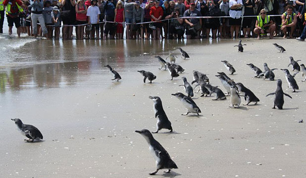 Голубые пингвины-эльфы на пляже
