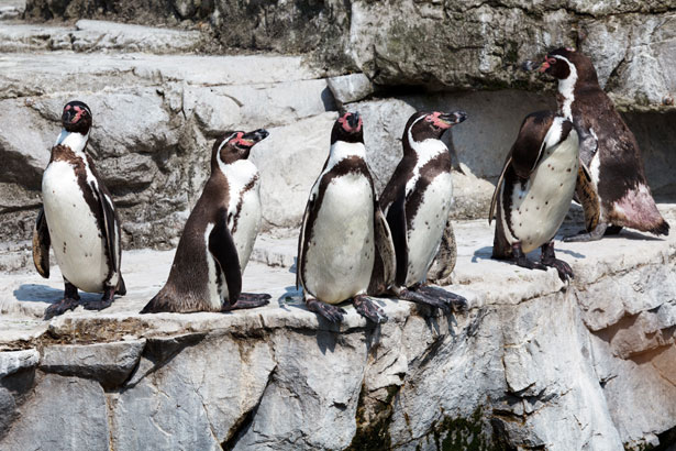 Пингвины Гумбольдта на скалах