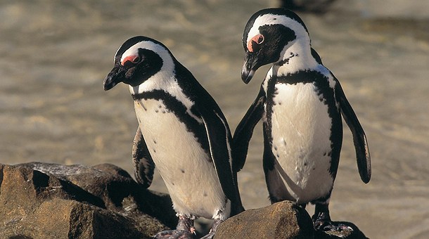 Африканские ослиные пингвины