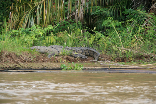 Рептилии Национального парка Тортугеро, Коста-Рика