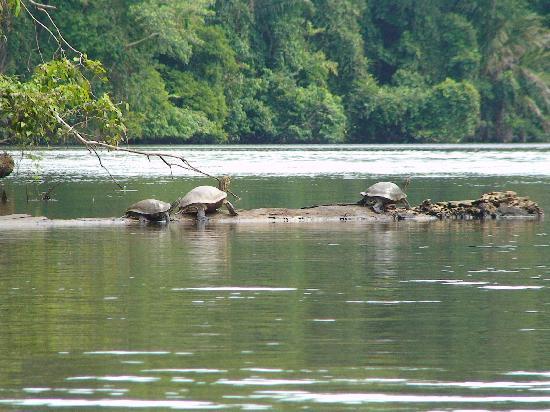 Черепахи, парк Тортугеро